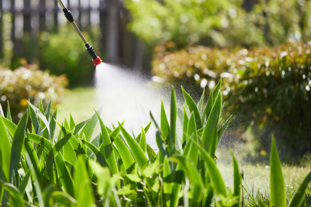 24/7 Emergency Termite Control experts in San Elizario, TX